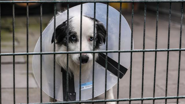 «Unzureichende Unterstützung»: Tierschutzbund verklagt Bundesrepublik wegen Tierheimen