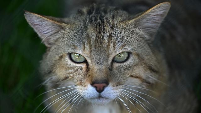 Bild: Geschützte Art: Wildkatze erstmals genetisch in Vorpommern nachgewiesen