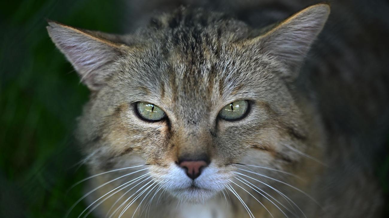 Geschützte Art: Wildkatze erstmals genetisch in Vorpommern nachgewiesen