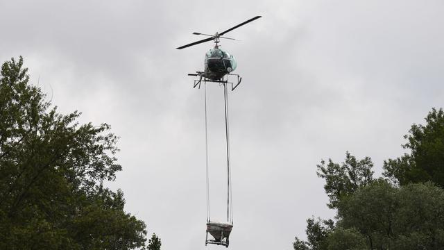 Lage aktuell entspannt: Keine Plage zu Pfingsten - doch Tigermücke bleibt ein Thema