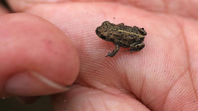 Natur: Moorfrosch, Gelbbauchunke und Kreuzkröte ist es zu trocken