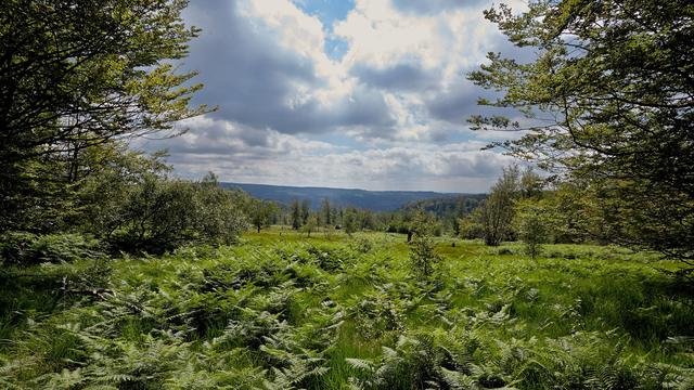 Naturschutz: Nationalpark Hunsrück-Hochwald schon zu 66 Prozent wild