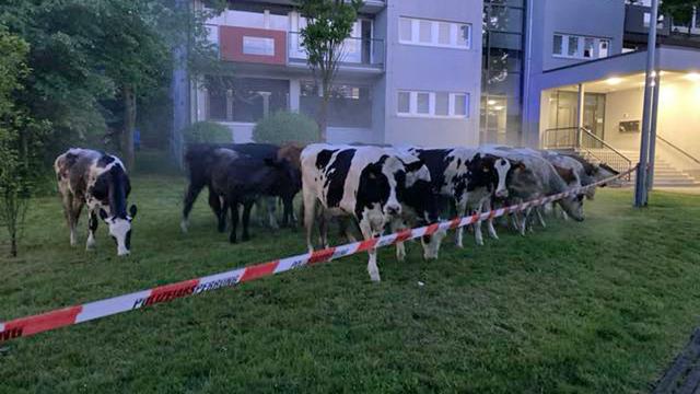 Tiere sind los: Ungewöhnlicher Besuch: Ausgebrochene Kühe stoppen Verkehr