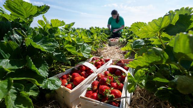 Arbeitsmarkt: Wer pflückt die Erdbeeren? Bauern ringen um Saisonkräfte
