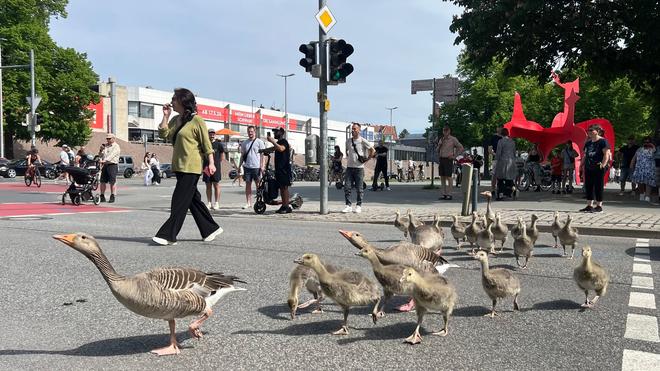 Fotografie: Graugänse gehen mit ihrem Nachwuchs ordnungsgemäß über eine Ampel vom Maschsee in den Maschpark in Hannovers Innenstadt.