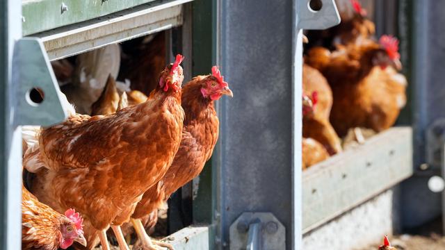 Tierseuche: Tierseuche unter Kontrolle: Auflagen für Geflügelhalter weg