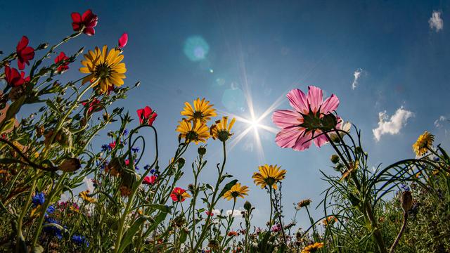 Wetterbericht: Viel Sonne: Es wird richtig heiß