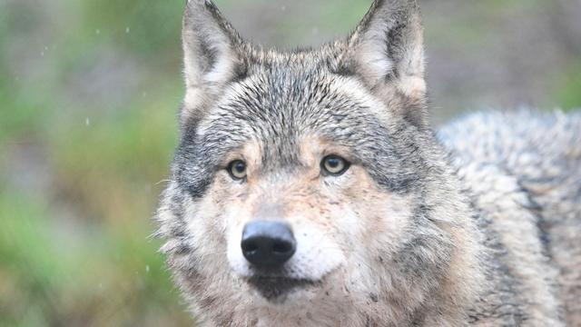 Wildtiere in der Großstadt: Wölfe häufiger mal in Hamburg