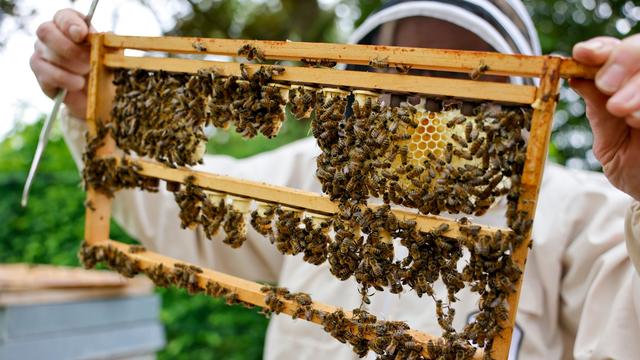 Imker in Hessen: Bienen haben den Winter gut überstanden