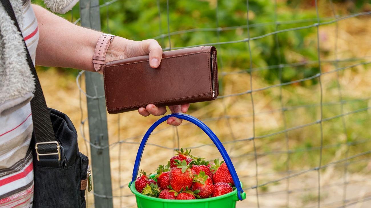 Saison fürs Selbstpflücken: Erdbeeren selbst pflücken: So geht's richtig
