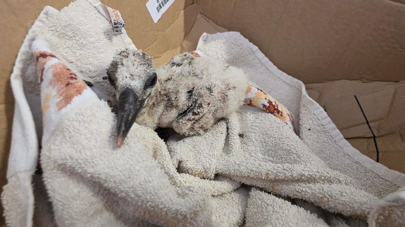 Tierischer Rettungseinsatz: Hilfsaktion für Storchen-Küken