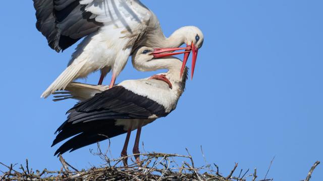 Tiere: Mehr Störche in Sachsen trotz Nachwuchsmangel