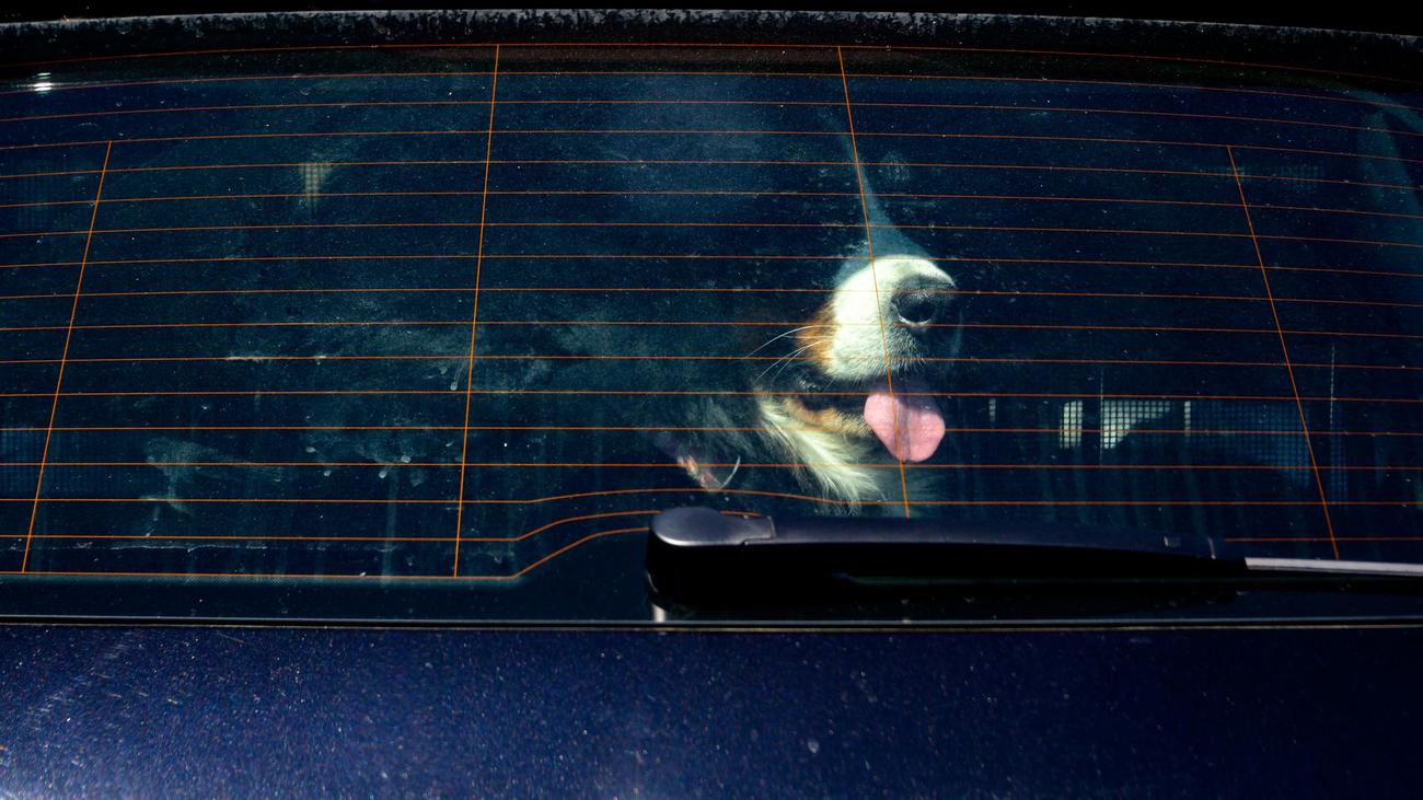 Tiere in Not: Polizei befreit Hunde aus überhitztem Auto