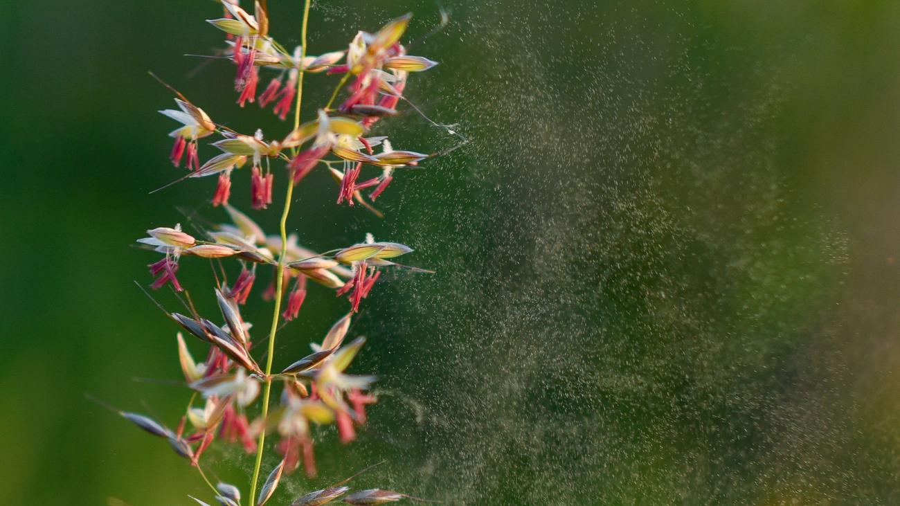 Verstopfte Nase: Allergiker aufgepasst: Die Gräserpollen fliegen