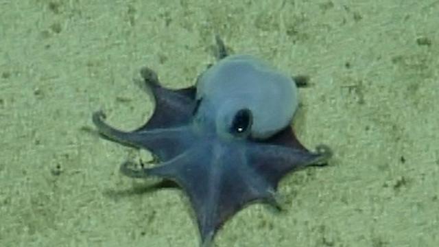 Tiefsee-Fund im Pazifik: Blauer Mini-Oktopus vor den Galápagos-Inseln entdeckt
