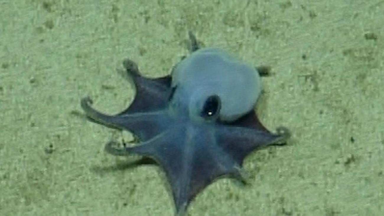 Tiefsee-Fund im Pazifik: Blauer Mini-Oktopus vor den Galápagos-Inseln entdeckt