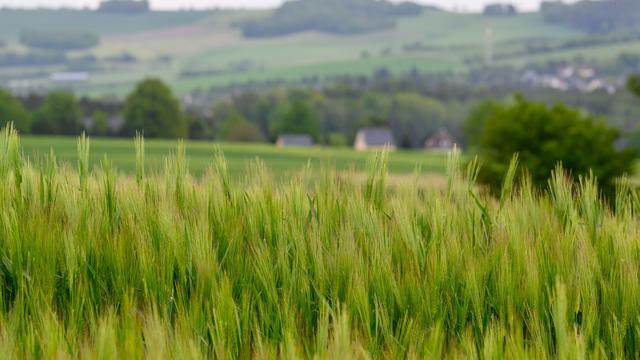 Kornfüllung geht los: Getreide steht nach Regen gut da