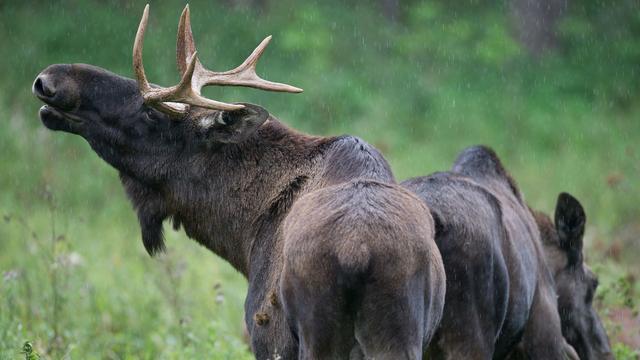 Tierisch: Elch steht auf Straße in Oberbayern