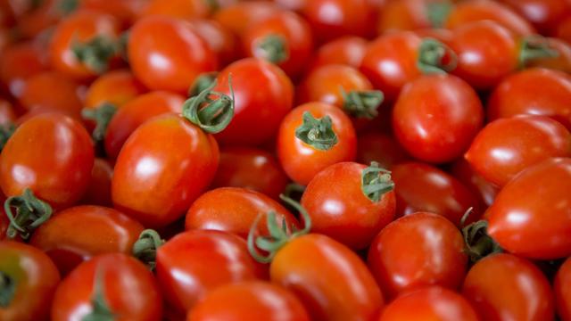 Agrar: Forschende testen Raubmilben als Tomatenschutz