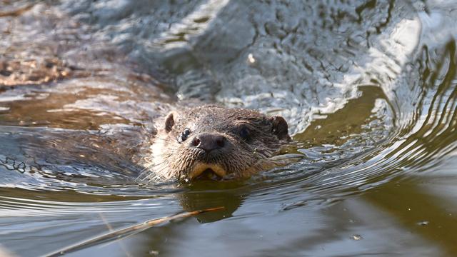 «Alarmsignal» im Saarland: Naturschützer beunruhigt: Weniger Fischotter-Sichtungen