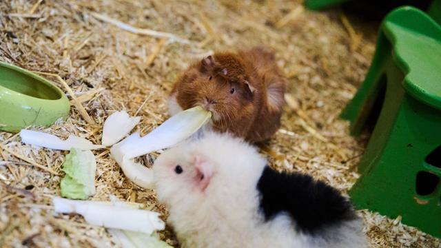 Kriminalität: Sechs tote Meerschweinchen im Garten - Polizei sucht Täter