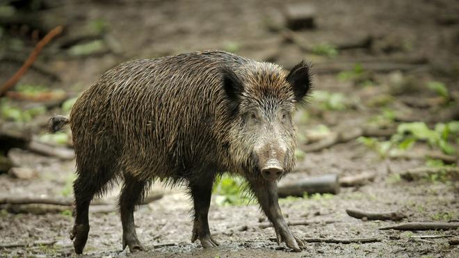 Tierseuche: Bei einem Wildschwein nahe der Landesgrenze wurde das Virus entdeckt.