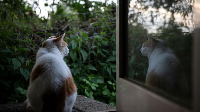 Tiere: Wie man Streunerkatzen helfen kann