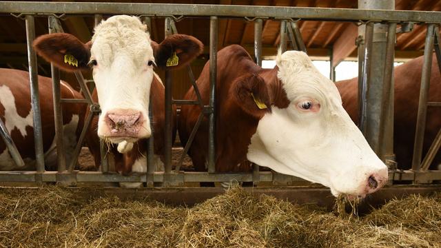 Tierseuche: Könnte Rindertuberkulose auch in den Südwesten kommen?
