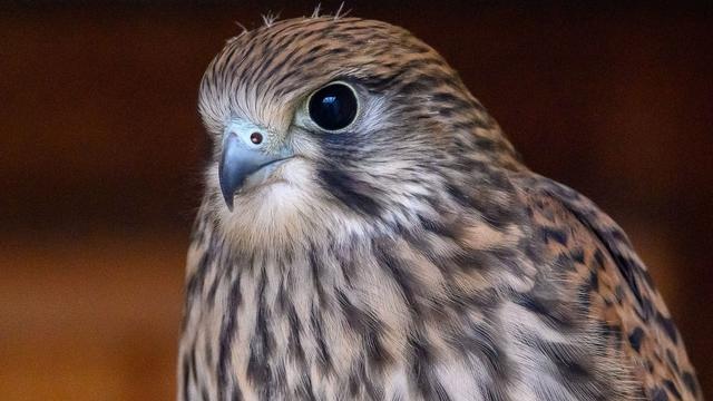 Tiere: Nachwuchs bei den Turmfalken in Gotha