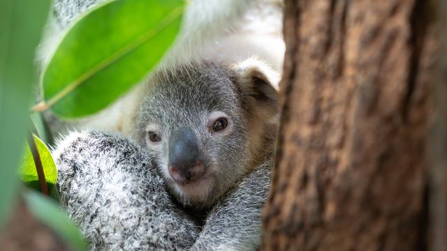 Tiere: Alle Koala-Jungtiere im Stuttgarter Zoo tot