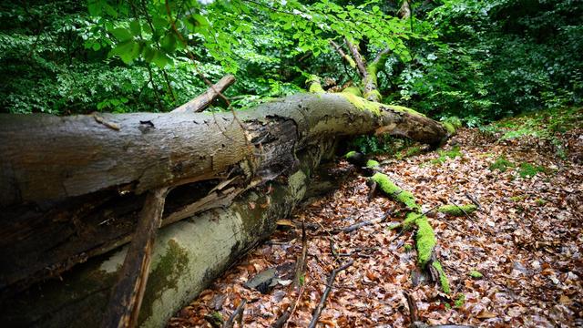 Massive Baumschäden: Zustand der Brandenburger Wälder verschlechtert sich