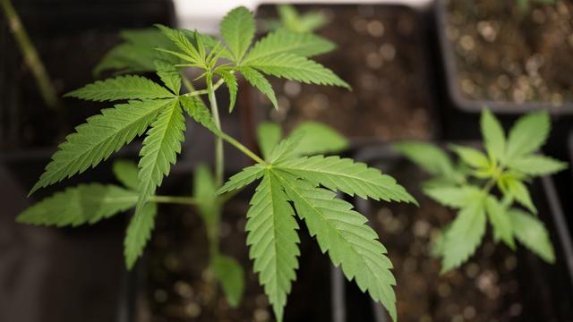 Cannabis im großen Stil: Drogenbande verurteilt – Illegale Plantagen flogen auf