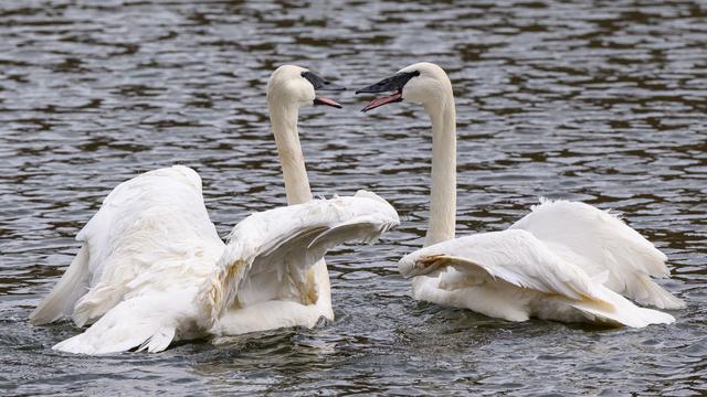 Besondere Schwäne: Eier von Trompeterschwänen aus Park Branitz weg