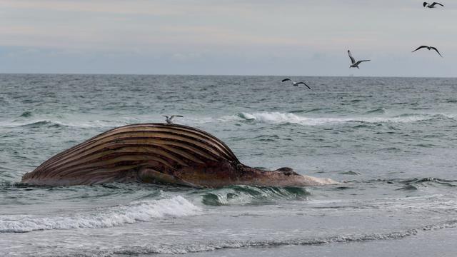 Wal-Kadaver vor Dänemark: MV-Umweltministerium: Wal-Sender wird aus Dänemark abgeholt