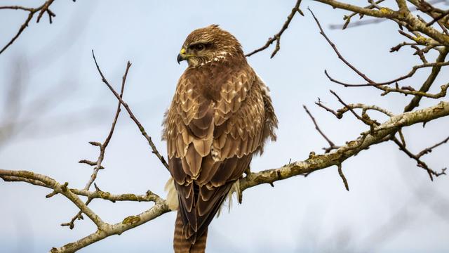 Artenschutzstreifen: Polizei auf Patrouille für Wolf, Luchs und Greifvögel