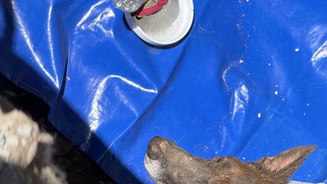 Einsatz in Dresden: Schäferhund aus Rohr gerettet