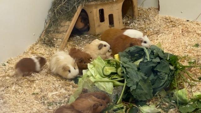 Tiere in praller Sonne: Unbekannter setzt 21 Meerschweinchen aus – in Plastiktüten