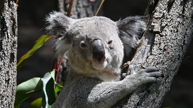 Tiere: Warum ist es so schwer, Koalas in Zoos zu halten?