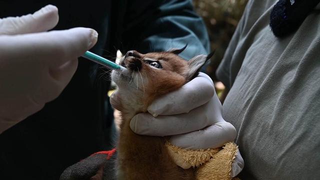 Raubkatzen: Wüstenluchs-Baby faucht, aber meistert Gesundheitscheck