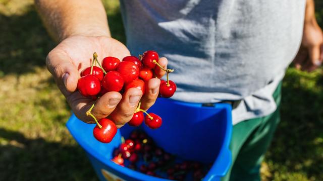 Erntebeginn: Hier gibt es die ersten regionalen Kirschen im Land