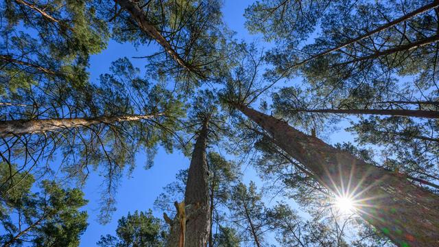 Waldbrandgefahr: Hohe Waldbrandgefahr in Brandenburg