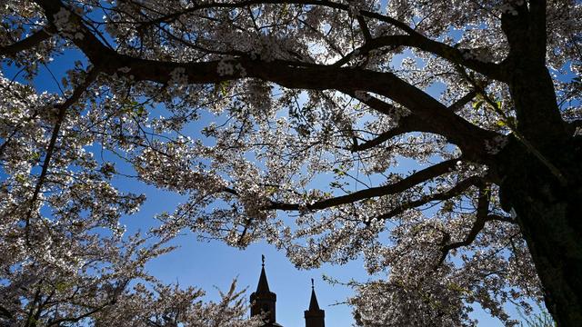 Wetter im Frühjahr: Rekordverdächtig: Besonders sonniger Frühling in Berlin
