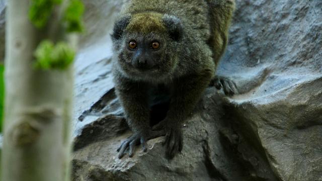Tiere: Seltene Alaotra-Halbmakis leben jetzt im Zoo Neuwied