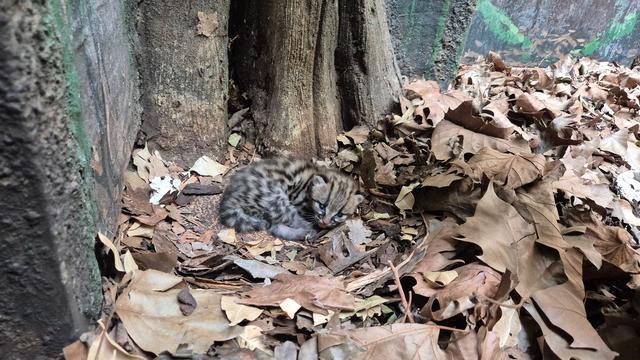 Tierbaby: Seltene Wildkatze im Zoo Berlin – Erster Margay-Nachwuchs da