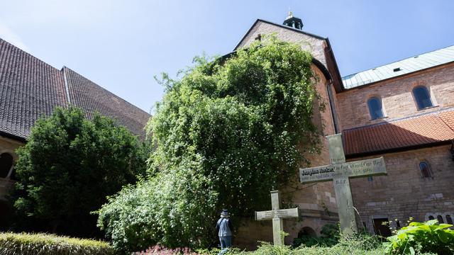Kirche und Natur: Tausendjähriger Rosenstock am Hildesheimer Dom blüht