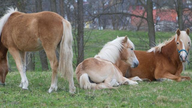 Pferdeherde: Thüringens Haflinger-Herde kommt unter den Hammer
