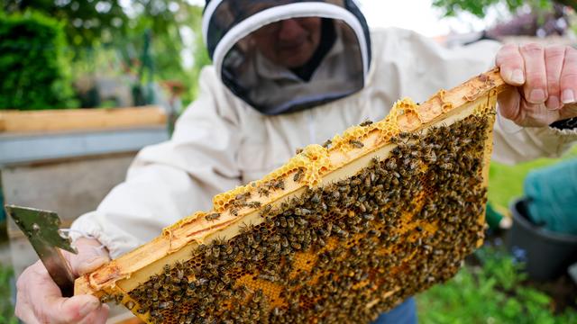 Lokaler Ratgeber: Zehn Fragen: Wie Menschen den Bienen in NRW helfen können