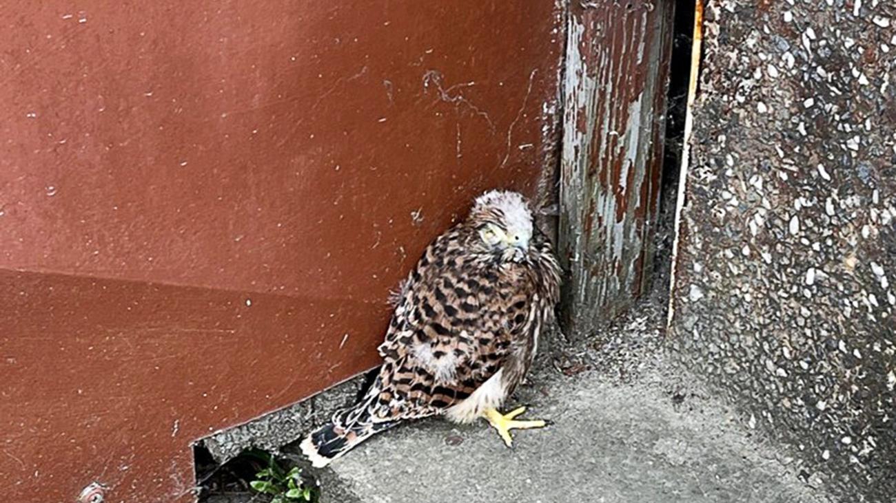 Tiere: Aus Nest gefallen - Polizei rettet Turmfalken