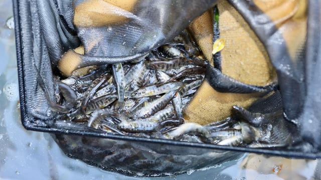 Folgen des Klimawandels: Bedrohter Fisch – Wie die Harzer Bachforelle geschützt wird