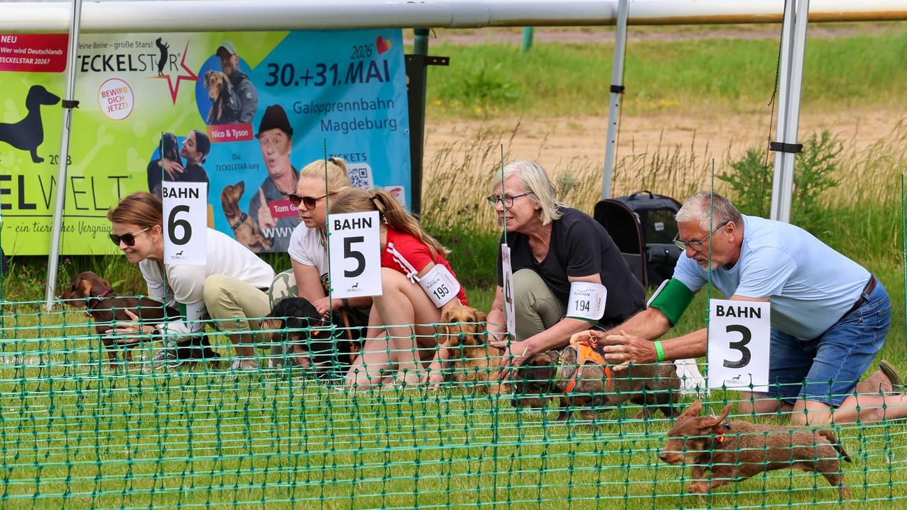 Tiere: Dackel kämpfen in Magdeburg um den Meistertitel